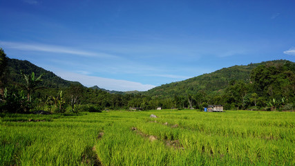 Fototapeta na wymiar Beautiful view of a paddy field located in Ranau, Sabah, Malaysia. 