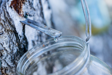 Naklejka na ściany i meble Collecting birch sap in glass jar. Shallow depth of field.