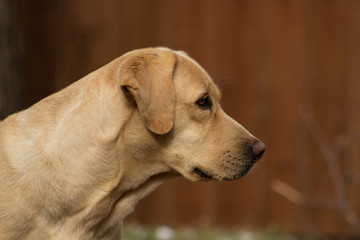 yellow labrador