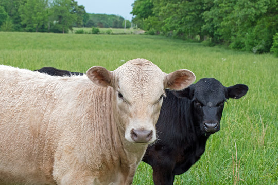 Black and white calves pose for a quick portrait in the pasture on a spring day in Missouri.