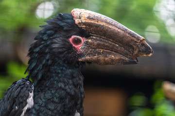 Nashornvogel