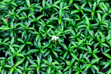 White flower surrounded by leaves