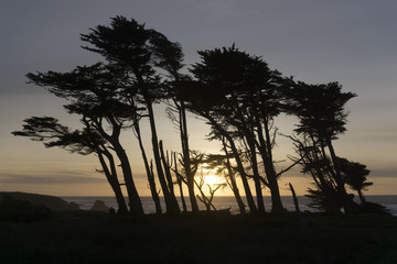 Fototapeta na wymiar Pacific Coast Sunset through Cypress Trees