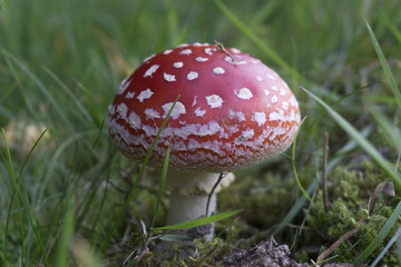 Toadstool Mushroom