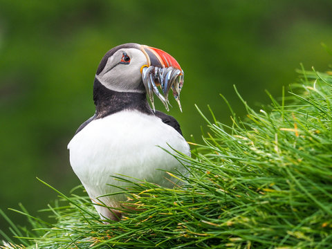 Atlantic Puffin or Common Puffin, Fratercula arctica, 