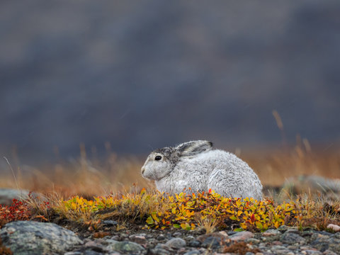 Polar hare in arctic tundra, Greenland