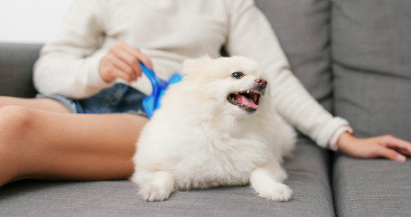Pomeranian dog feeling angry when brushing hair
