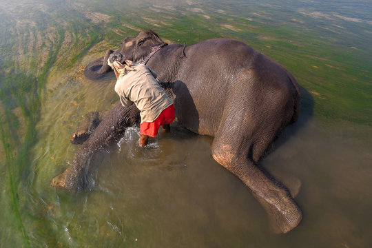 Mahout cleaning an Asiatic Elephant.