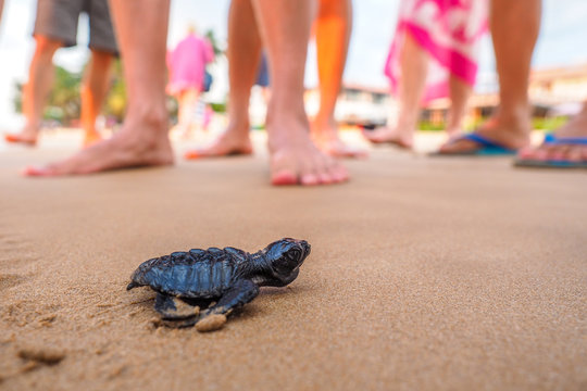 Toward the ocean. Newly hatched baby turtles on beach with humans