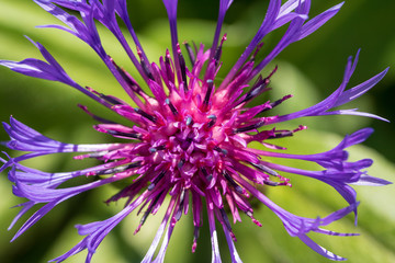 Obraz premium Cornflower macro