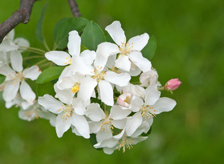 MALUS 'WHITE ANGEL'