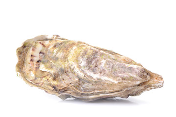 Fresh oyster