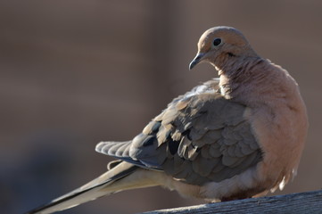 Spring of April 2018