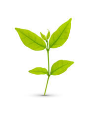 Green leaf isolated