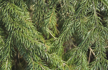 常緑　枝　葉　素材