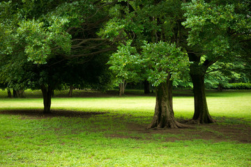 Fototapeta na wymiar 公園の樹木