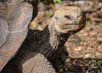 Galapagos Giant Tortoise, at the Galapaguera Interpretation Center on San Cristobal, Galapagos Islands