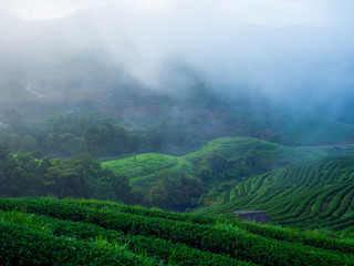 Fototapeta premium hmong hill tribe harvest tea plant in the morning at rai cha 2000, DOI ANG KANG, Chiang Mai, Thailand