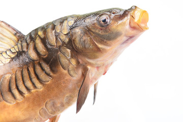 Fish mirror carp