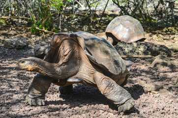 Fototapeta premium Galapagos Giant Tortoise, at the Galapaguera Interpretation Center on San Cristobal, Galapagos Islands