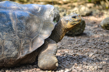 Obraz premium Galapagos Giant Tortoise, at the Galapaguera Interpretation Center on San Cristobal, Galapagos Islands
