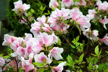 薄ピンクのツツジ 雨に濡れる花アップ