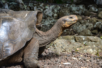 Naklejka premium Galapagos Giant Tortoise, at the Galapaguera Interpretation Center on San Cristobal, Galapagos Islands