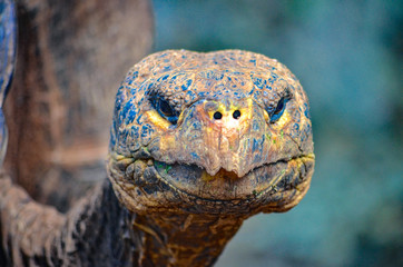 Galapagos Giant Tortoise, at the Galapaguera Interpretation Center on San Cristobal, Galapagos Islands