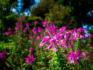 Beautiful pink flower blooming in the garden