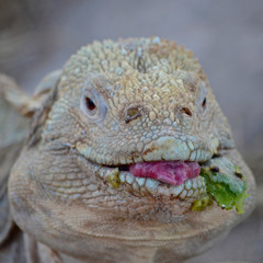 A Santa Fe land iguana, a species endemic to the Isla Sante Fe on the Galapagos Islands
