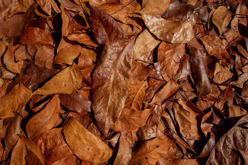 The dried leaves fall over each other
