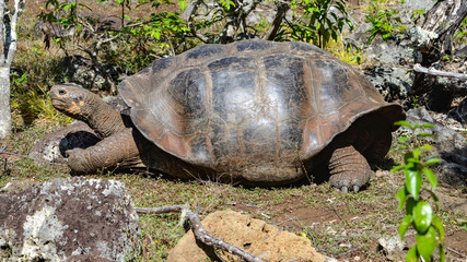 Obraz premium Galapagos Giant Tortoise, at the Galapaguera Interpretation Center on San Cristobal, Galapagos Islands