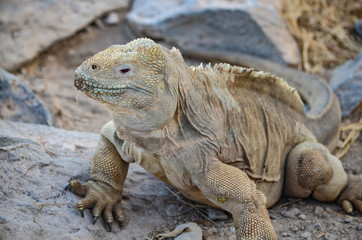 A Santa Fe land iguana, a species endemic to the Isla Sante Fe on the Galapagos Islands