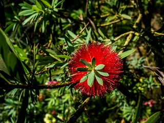 Rambutan, Combretum erythrophyllum (Burchell) Sonder. Red feathers are the pollen of the flower.