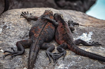 Marine Iguana ( Amblyrhynchus cristatus) a species of Iguana only found on the Galapagos Islands.