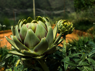 Obraz premium Artichoke (Cynara cardunculus ) in a field.