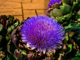 Artichokes purple flowers in the Garden. that give delightful displays in summer.