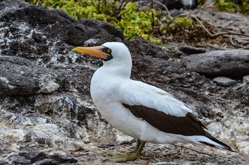 Nazca booby (Sula granti), on Isla Espanola on the Galápagos Islands