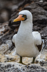 Nazca booby (Sula granti), on Isla Espanola on the Galápagos Islands