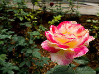 Rose flower in a garden