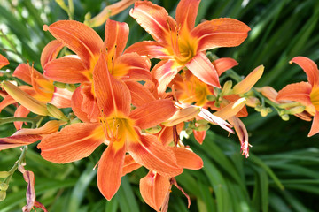 Obraz premium Garden Lily Pomarańczowy kolor
