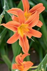Fototapeta premium Garden Lily Orange color