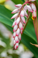 tropical shell ginger buds about to bloom