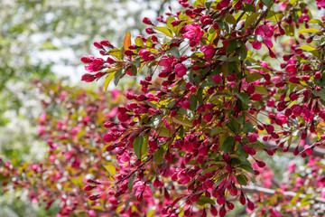 prarifire crabapple tree blooming in spring