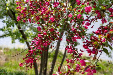 prarifire crabapple tree blooming in spring