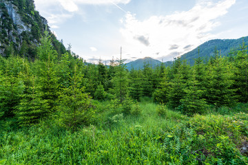 Jungwald im Almtal