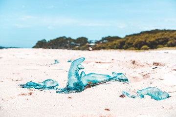 Fototapeta na wymiar blue bottle at the beach in australia