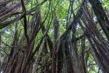 Fototapeta premium Beautiful rainforest vista on the Big Island of Hawaii