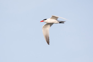 Flying Caspian Tern