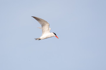 Fototapeta na wymiar Flying Caspian Tern